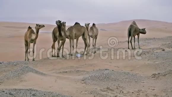 沙漠里的野骆驼视频的预览图