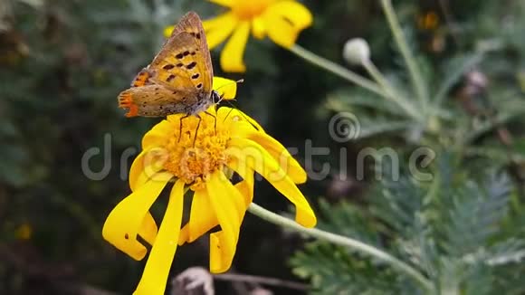 一只古老的小铜蝴蝶在金色灌木上缓慢地移动视频的预览图