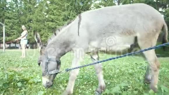 白萌驴吃草吃草日光视频的预览图