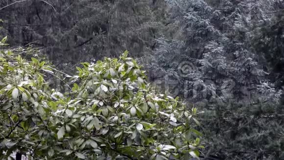太平洋西北雪林中的杜鹃花和松树视频的预览图