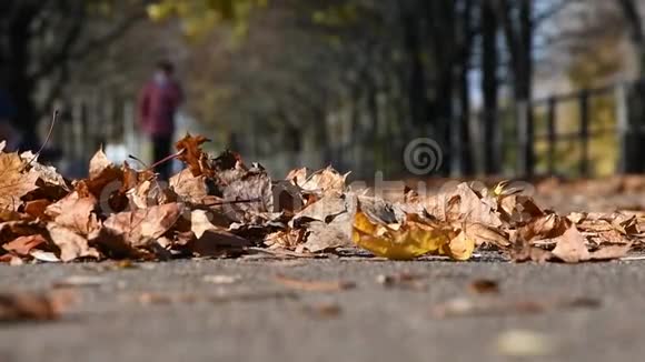 黄干的枫叶躺在沥青路上风驱着树叶在背景下一个人移动视频的预览图