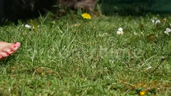 赤脚在绿草上行走的女性腿部特写镜头视频的预览图