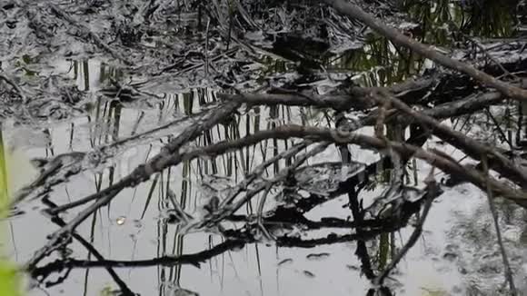 有毒的湖水覆盖着油和绿树叶视频的预览图