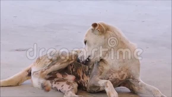 一段单独的棕色流浪狗舔自己并在地板上休息的镜头视频的预览图