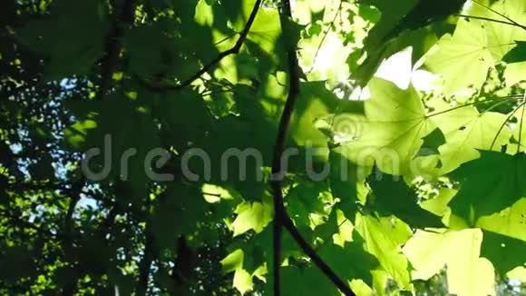 相机沿着树叶移动阳光穿过森林中的树叶晨曦在两者之间闪耀视频的预览图