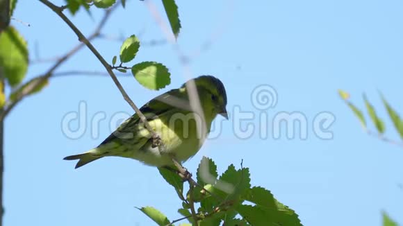 鸟欧亚的SiskinSpinus尖刺坐在树枝上视频的预览图