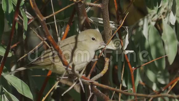 鸟园WarblerSylviaBorin坐在灌木丛的树枝上视频的预览图