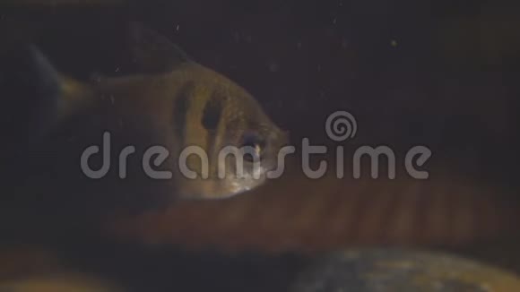 水族箱内的热带鱼黑色裙带视频的预览图