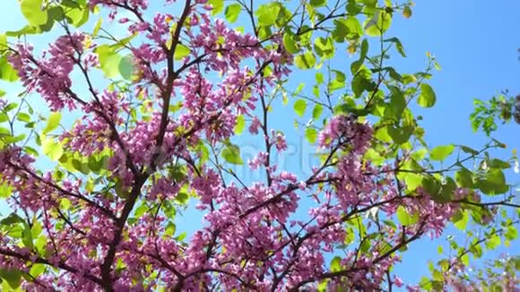 栎树的开花视频的预览图