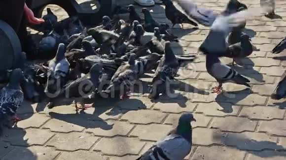 很多鸽子在公园里觅食视频的预览图