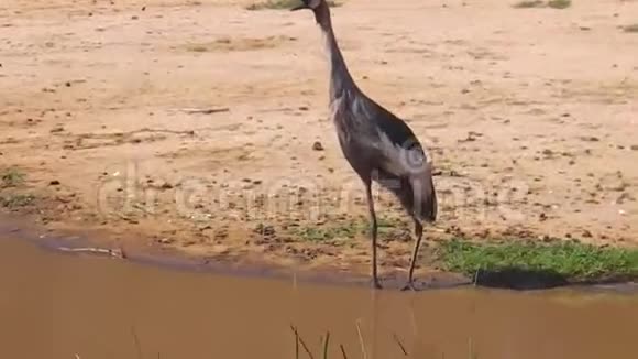 非洲灰冠鹤视频的预览图