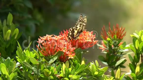 大自然花园红花的特写蝴蝶视频的预览图