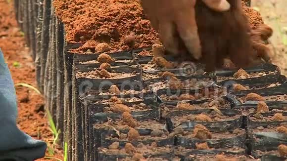 用土壤覆盖可可种子玻利维亚ElCeibo视频的预览图