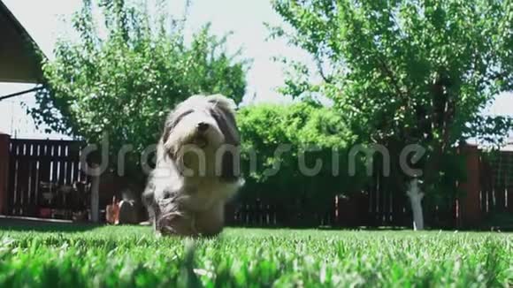 波巴蒂在院子里跑来跑去视频的预览图