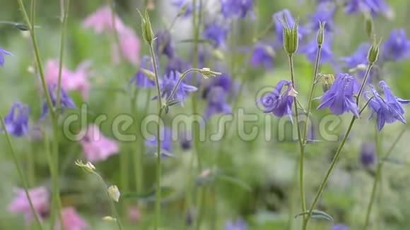 6月夏季大量开花紫色水文学视频的预览图