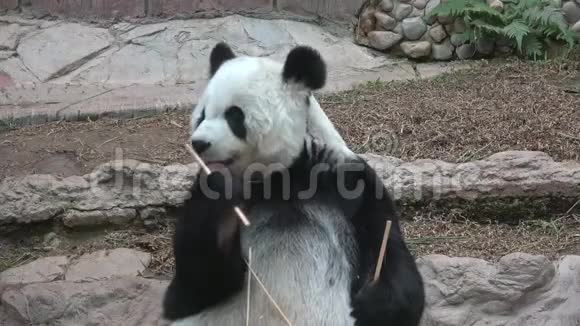 午餐大熊猫特写泰国清迈视频的预览图