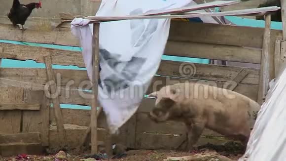 玻利维亚农村猪圈里的猪视频的预览图