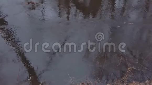 森林中的小河流在深秋阴天视频的预览图
