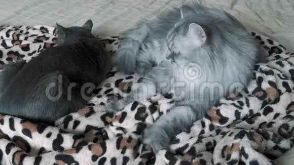躺在床上的灰毛绒猫视频的预览图