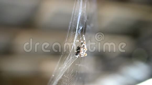 蜘蛛挂在网上吃被它捕获的猎物这是一只缠在网里的苍蝇视频的预览图