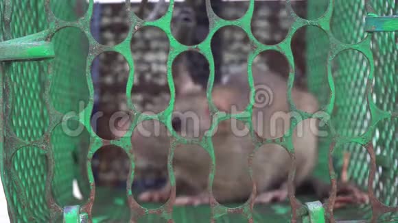 老鼠被困在笼子里寻求帮助逃跑视频的预览图