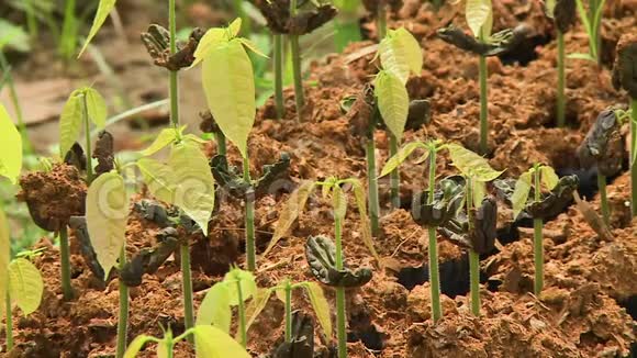 可可种子发芽埃尔塞博玻利维亚视频的预览图
