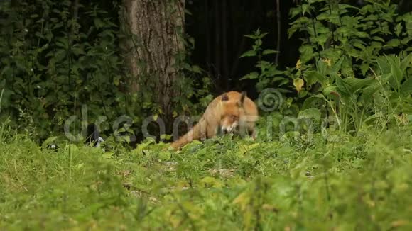 一只可爱的野红狐外阴在树林边缘的田野里觅食视频的预览图