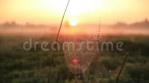 雾蒙蒙的黎明露珠中的蛛网蛛网在风中摇曳视频的预览图