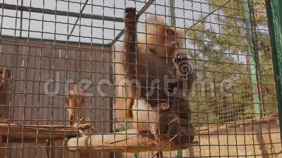 一只日本猕猴从一个人手取食物一只可爱的日本猕猴一只笼子里的日本猕猴视频的预览图