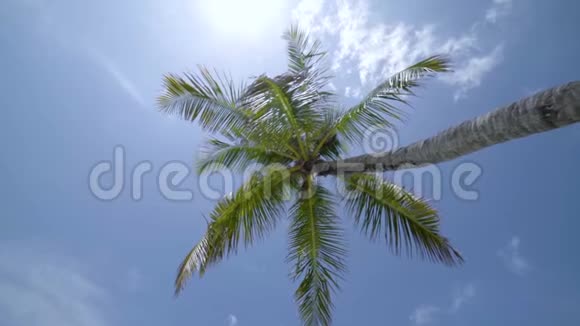热带椰子棕榈绿色茂盛的叶子映衬着蓝天视频的预览图