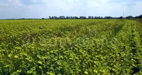在干燥的绿色向日葵田野上进行无人机飞行乌克兰视频的预览图