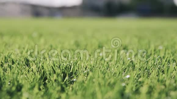足球场上美丽草地的背景视频的预览图