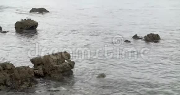 岩石中有海鸥的康特布海岸视频的预览图