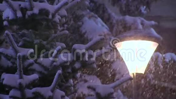 在暴风雪的冬天大雪纷飞的云杉树上视频的预览图