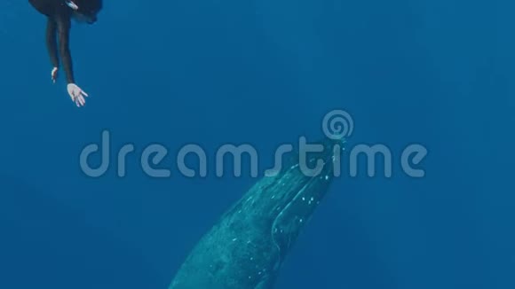 以一头巨大的鲸鱼为背景的亚洲女士势不可挡鲸鱼在汤加王国的太平洋中游动视频的预览图