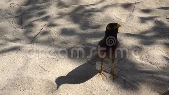 鸟用手吃饭就在海滩上沙子来到了人类的手中弹得很漂亮视频的预览图