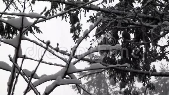 被大雪覆盖的休眠树的小枝视频的预览图