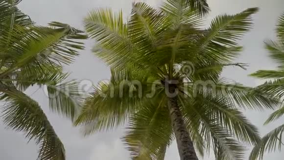 热带海滨海边绿树成荫海水温暖视频的预览图
