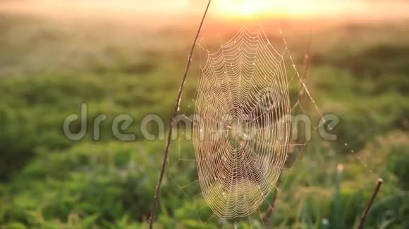 雾蒙蒙的黎明露珠中的蛛网蛛网在风中摇曳视频的预览图
