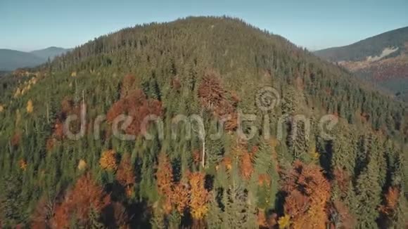 在秋日的蓝天下绿棕色的混合森林树木视频的预览图