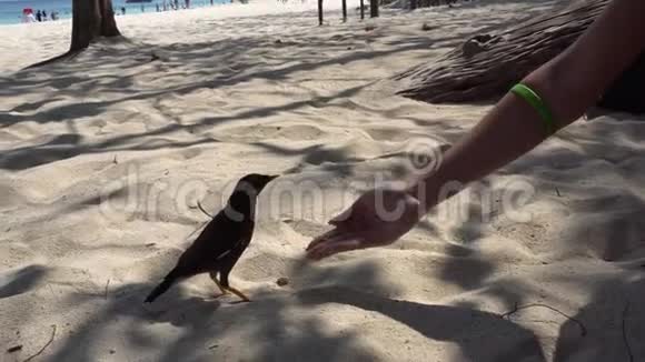 鸟用手吃饭就在海滩上沙子来到了人类的手中弹得很漂亮视频的预览图