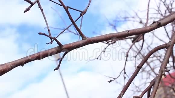 春季用业余时间修剪果树枝条视频的预览图