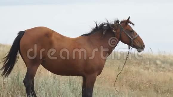 棕色马的肖像骑着皮带的棕马在镜头前的草地上散步视频的预览图