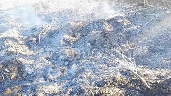 一场森林大火后地面上的灰烬和烟雾视频的预览图