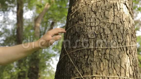 男人手触摸一棵用绳子装饰的枫树的树皮视频的预览图