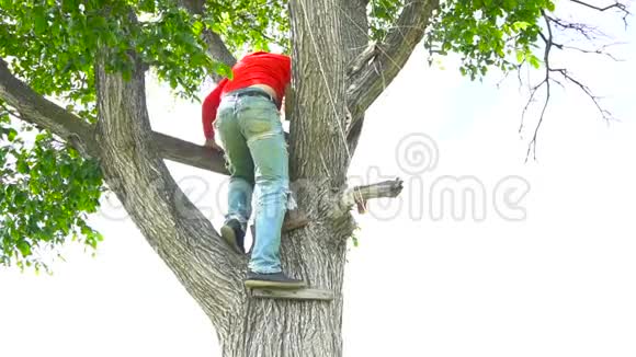 穿红色衣服的人从树上爬下来视频的预览图