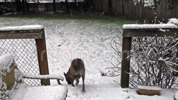 大的幼犬在雪堆里跑视频的预览图