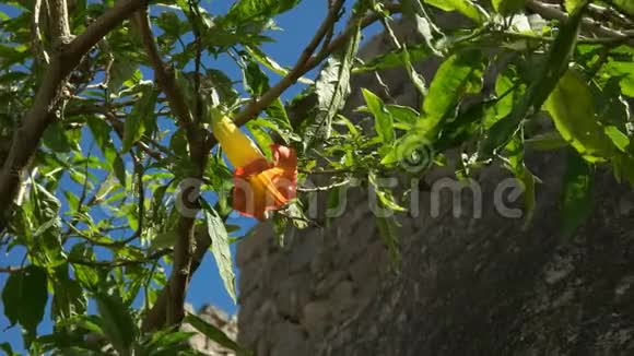 马丘比丘的黄橙色天使喇叭花视频的预览图