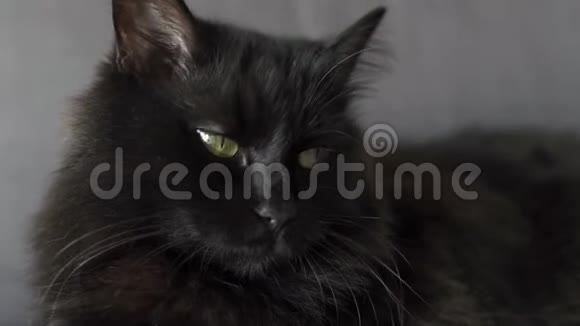 特写一只绿色眼睛的黑色毛茸茸的猫的肖像万圣节标志视频的预览图