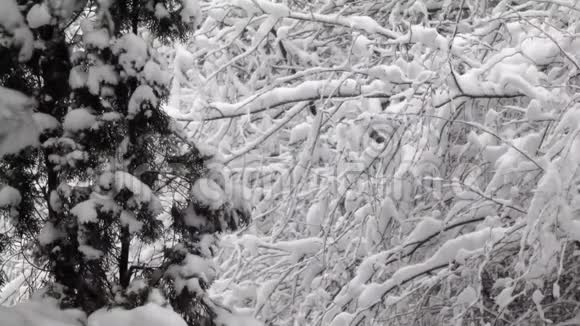 松树和裸露的树枝覆盖着厚厚的积雪视频的预览图